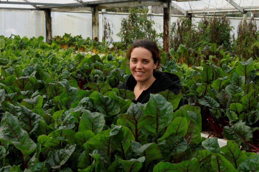 clevedon herbs and produce