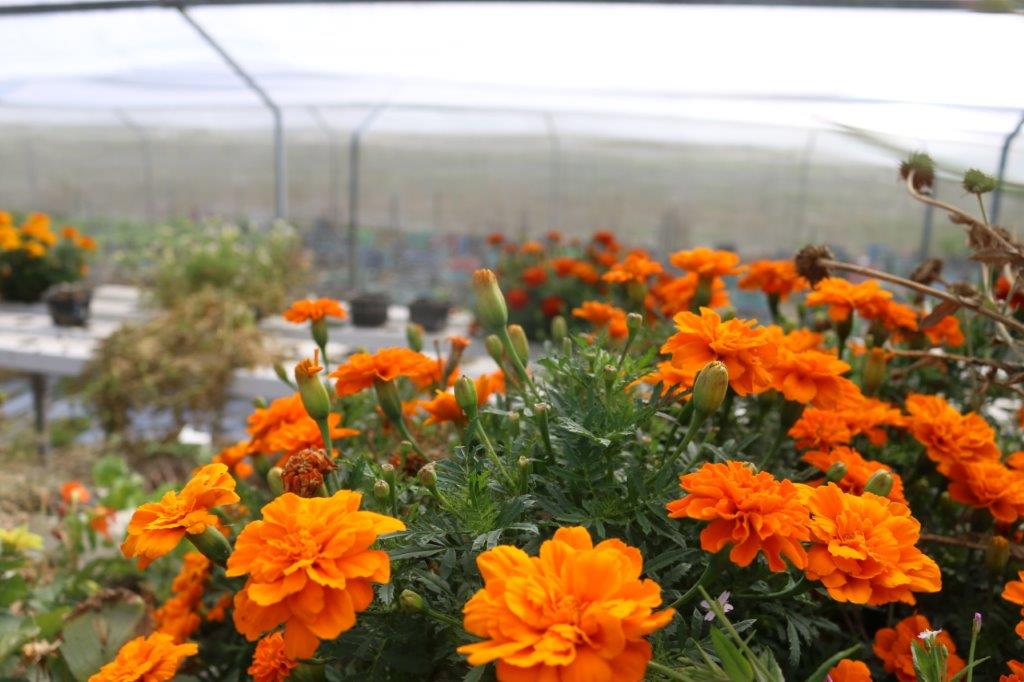 clevedon herbs and produce