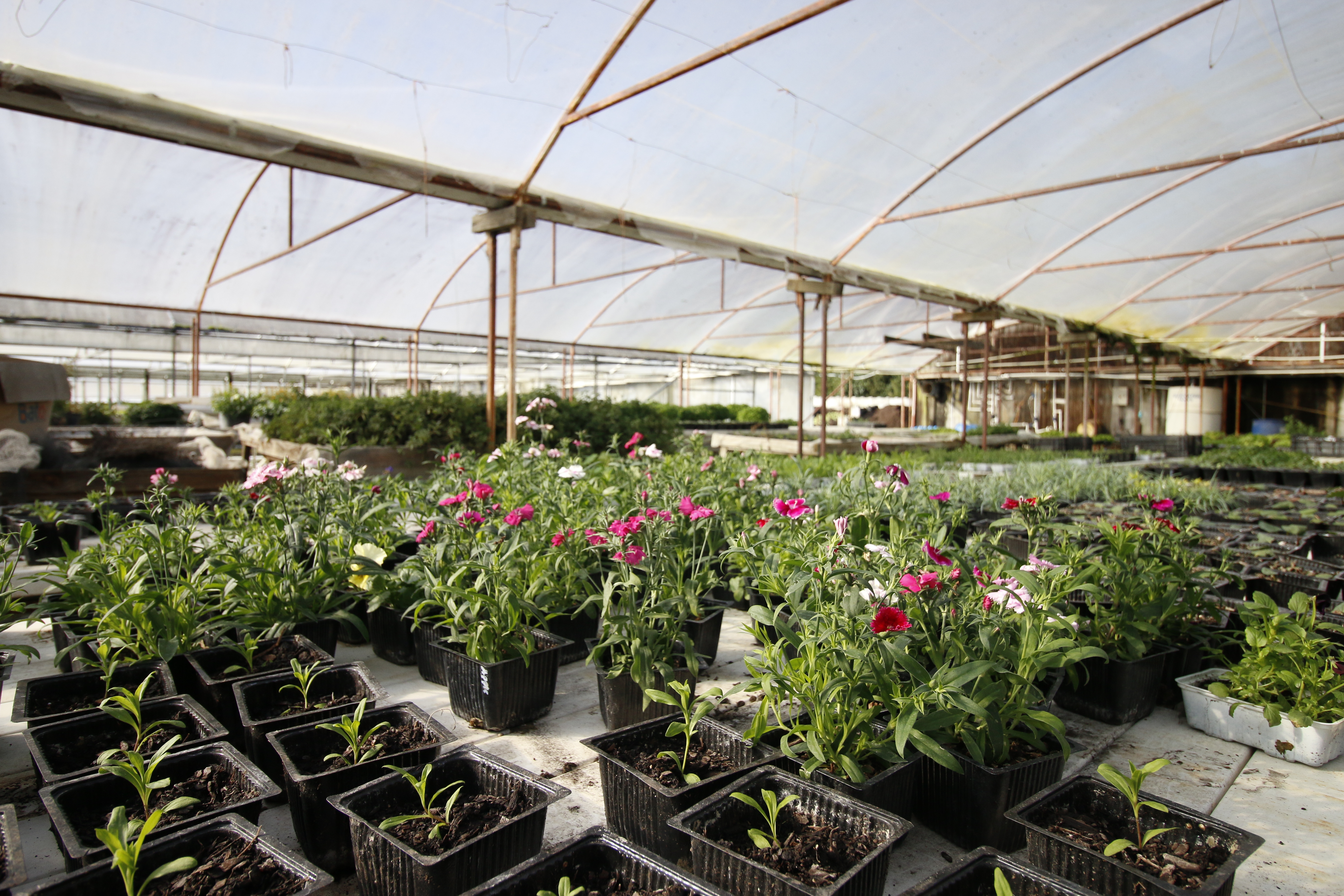 clevedon herbs and produce