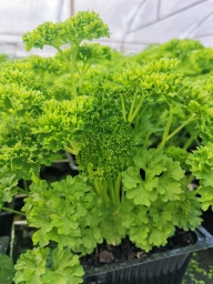 Living Herb - Curly Parsley