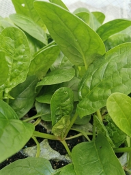 Spinach Seedling bundle