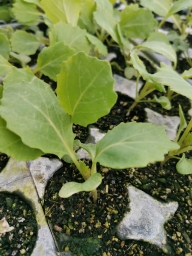 Cabbage Seedling bundle