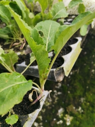 Cauliflower Seedling bundle