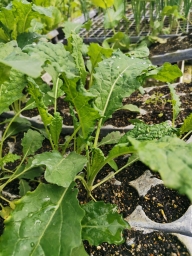 Kale Seedling bundle - Tuscan