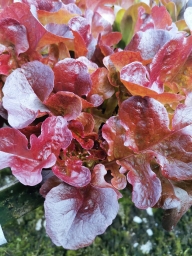 Lettuce Seedling bundle- Red Oak