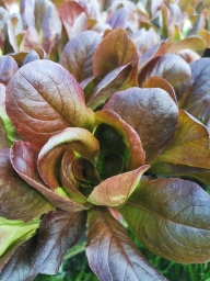 Lettuce Seedling bundle - Red Salanova