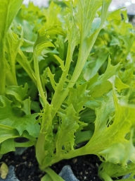 Lettuce Seedling bundle- Green Frill