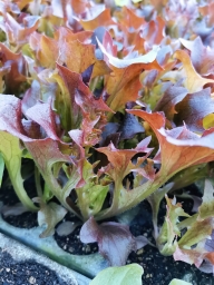 Lettuce Seedling bundle - Red Frill