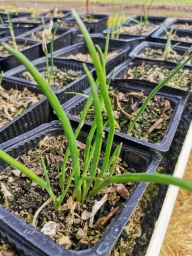 Living Herb - Chives