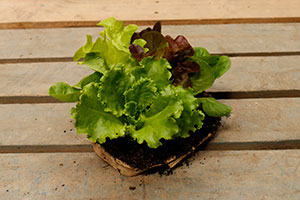 Lettuce Seedling - 6 plant mix
