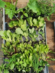 Seasonal Veggie Seedling Box - Large