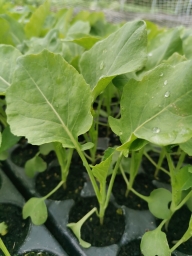 Broccoli Seedling - Italian tasty stems bundle