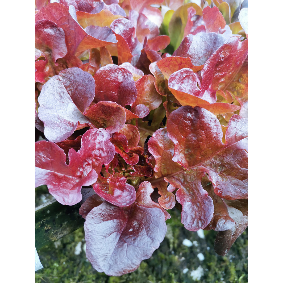 Lettuce Seedling bundle Red Oak Clevedon Herbs & Produce New Zealand