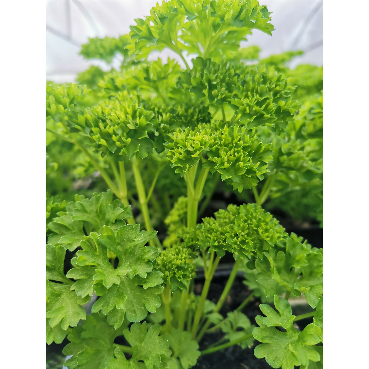 Living Herb Curly Parsley Clevedon Herbs & Produce New Zealand