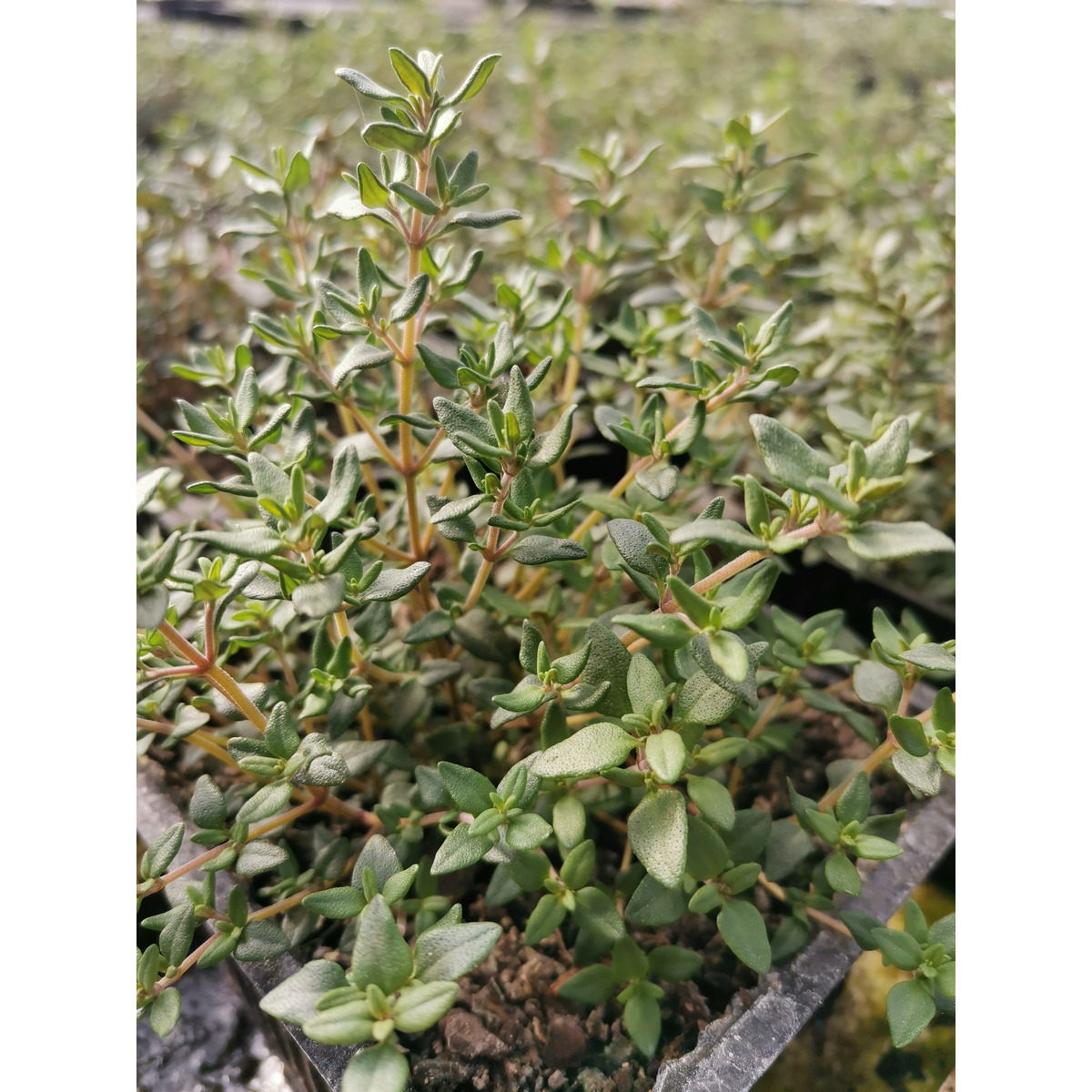 Living Herb Thyme Clevedon Herbs & Produce New Zealand
