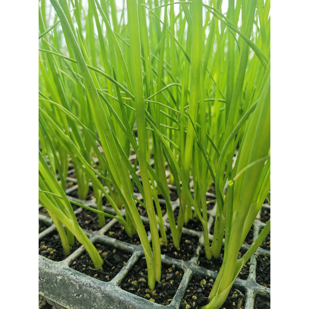 Spring Onion Seedlings Clevedon Herbs & Produce New Zealand