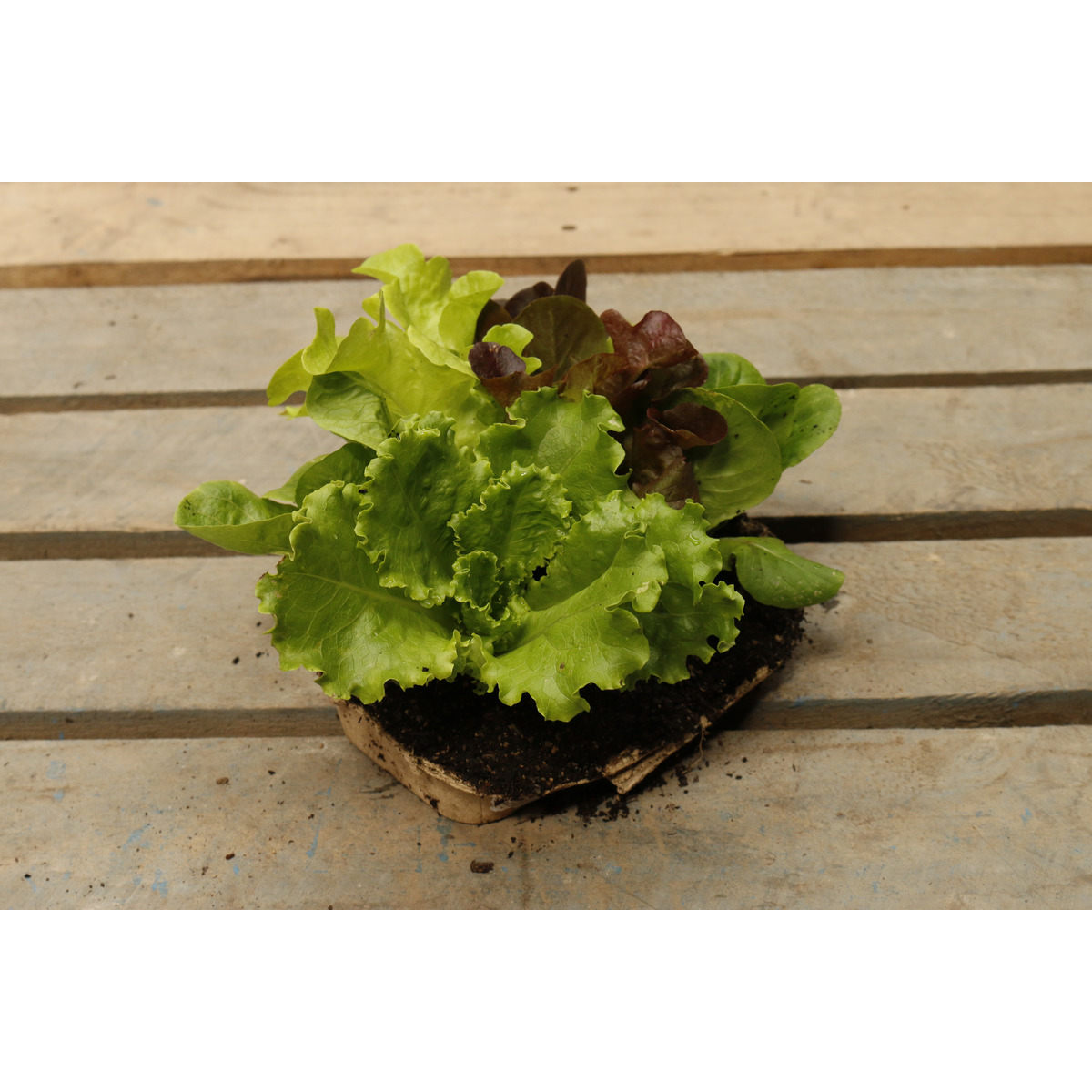 Lettuce Seedling 6 plant mix Clevedon Herbs & Produce New Zealand
