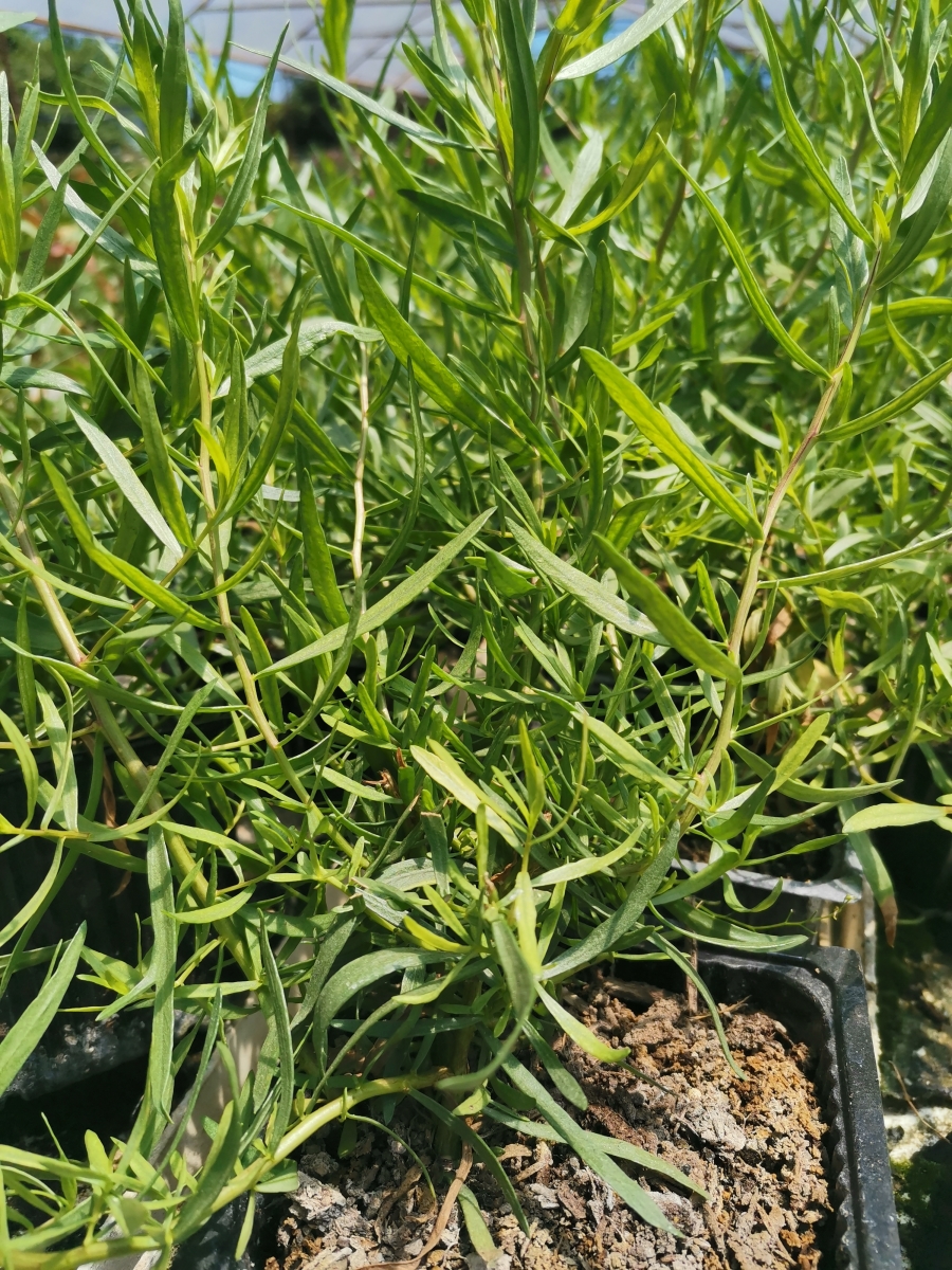 Living Herb French Tarragon Clevedon Herbs & Produce New Zealand