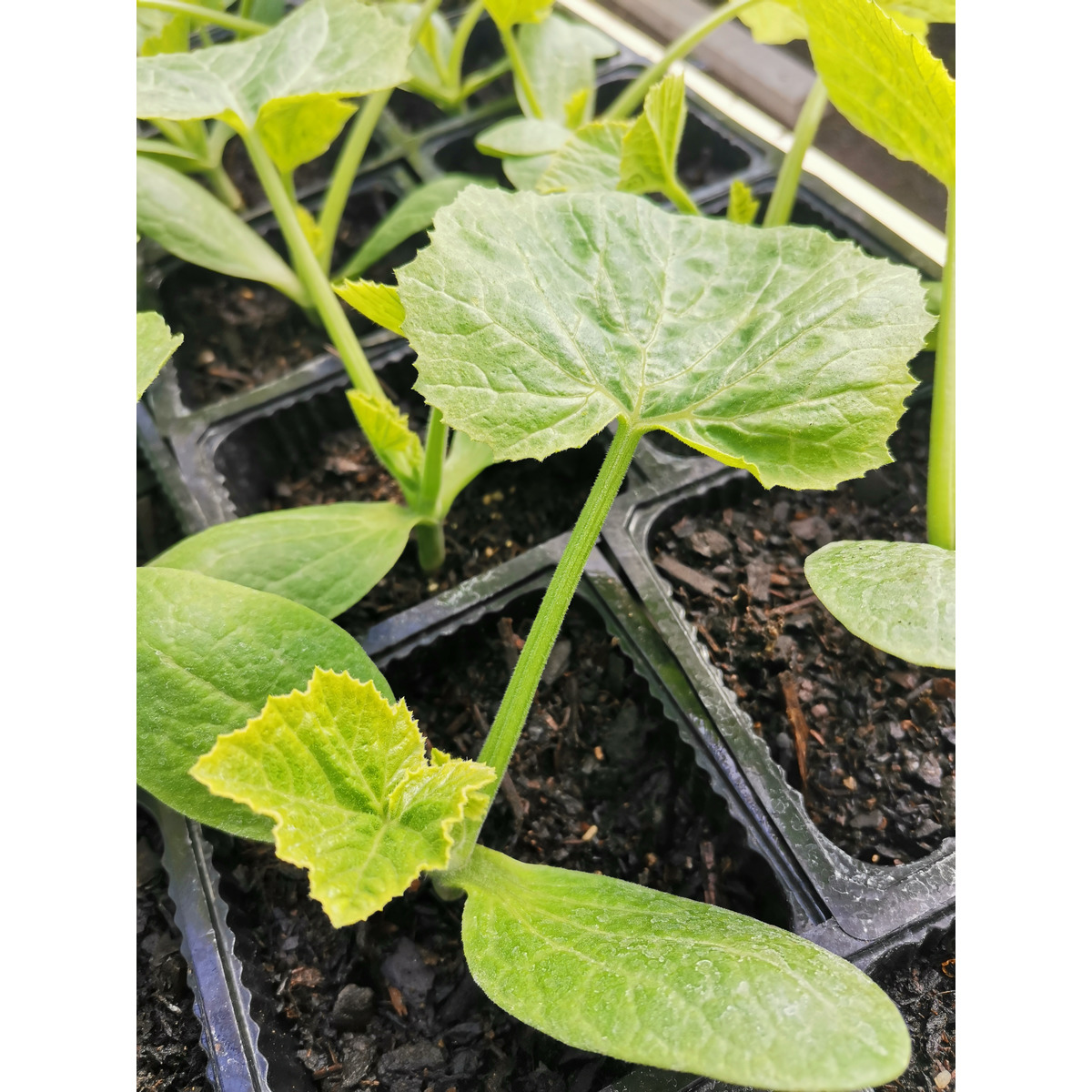 Courgette Seedling Clevedon Herbs & Produce New Zealand