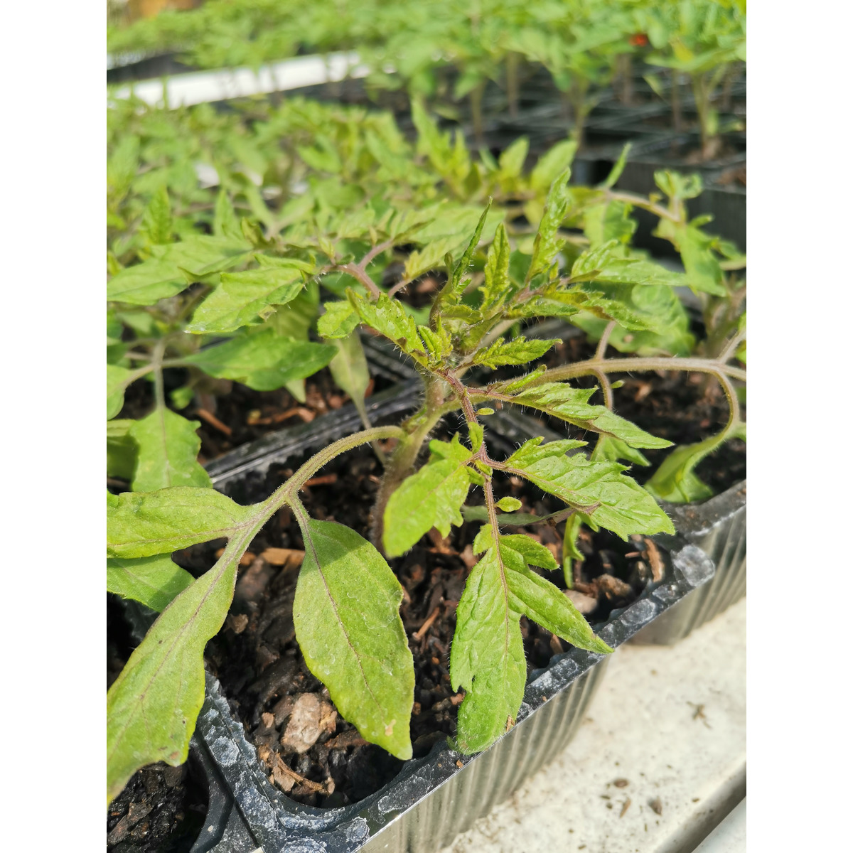 Tomato Seedling - Tumbling Tom, red cherry