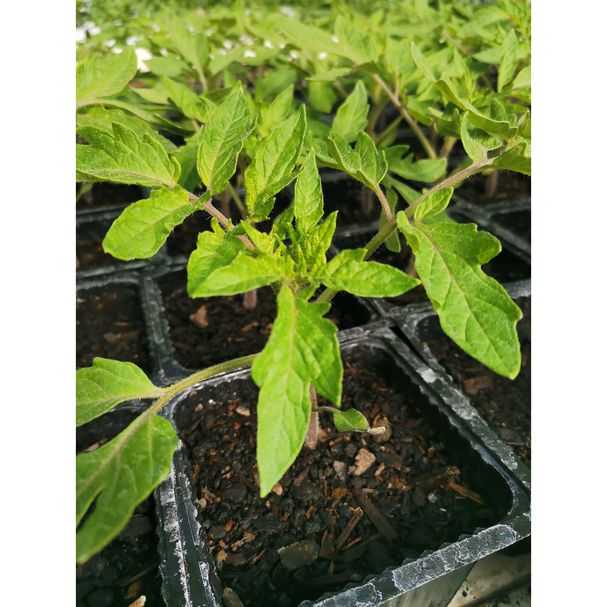 Tomato Seedling - Beefsteak | Clevedon Herbs & Produce | New Zealand
