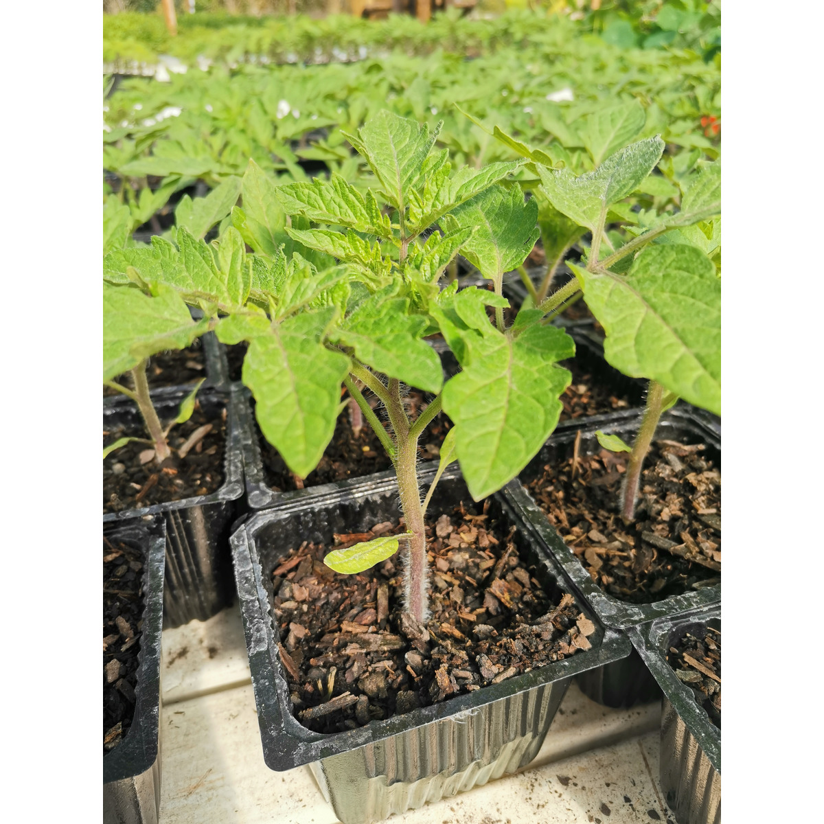 Tomato Seedling - Petula (improved beefsteak) 