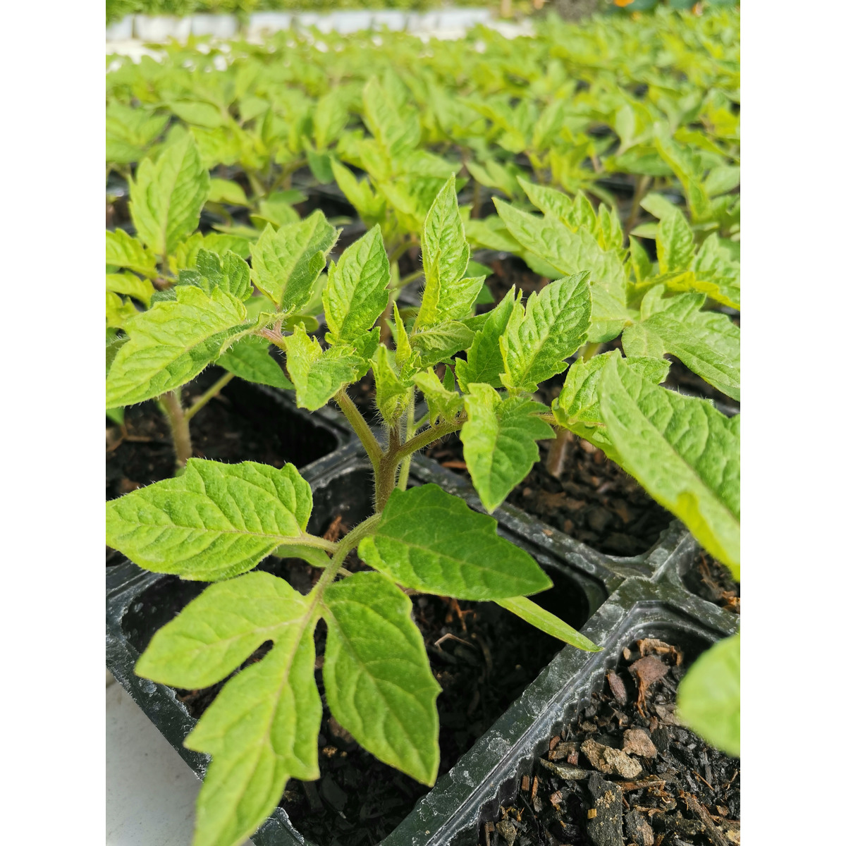 Tomato Seedling - Roma