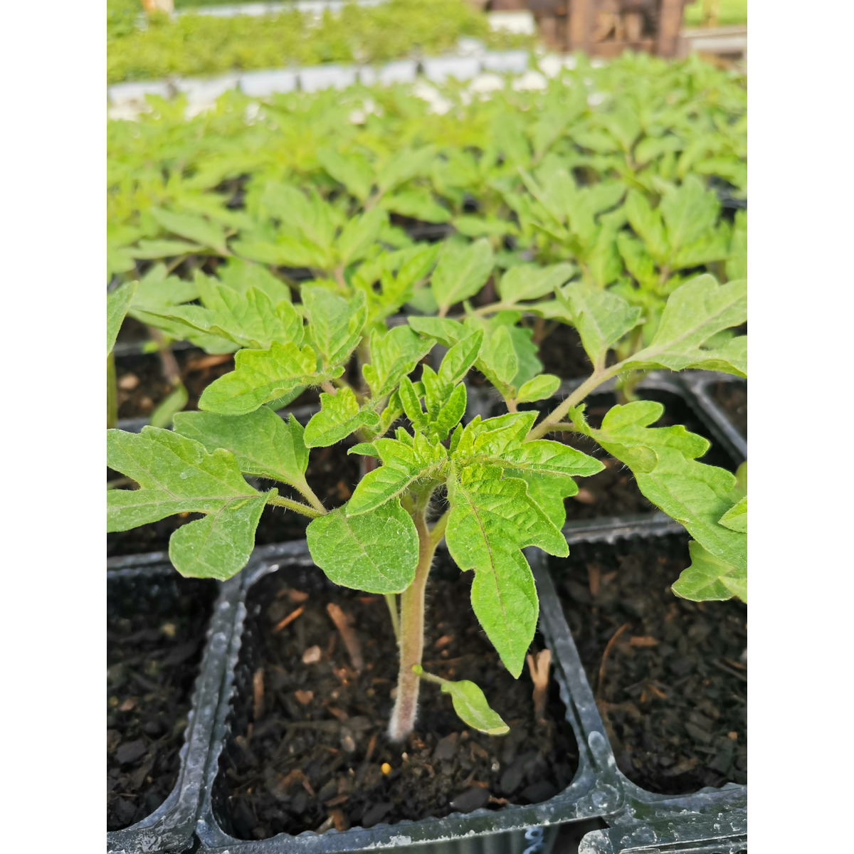 Tomato Seedling - 6 plants, stake and lateral 