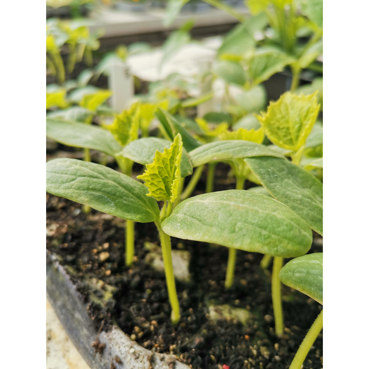 Cucumber Seedling Lebanese Clevedon Herbs & Produce New Zealand