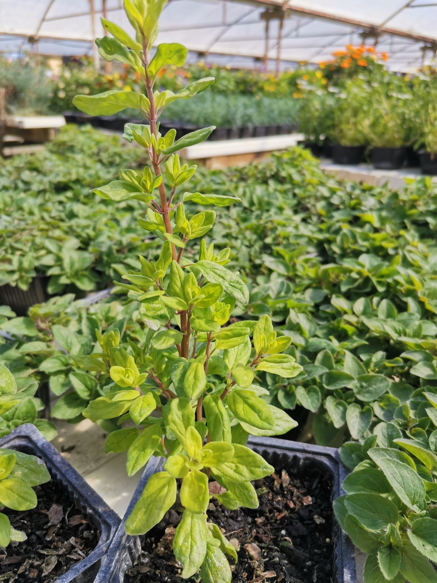 Living herb Marjoram Clevedon Herbs & Produce New Zealand