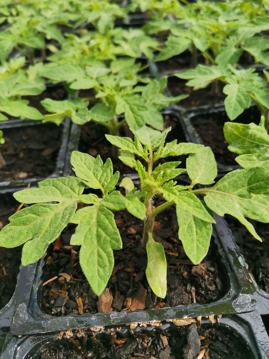 Tomato Seedling - Patio snacker