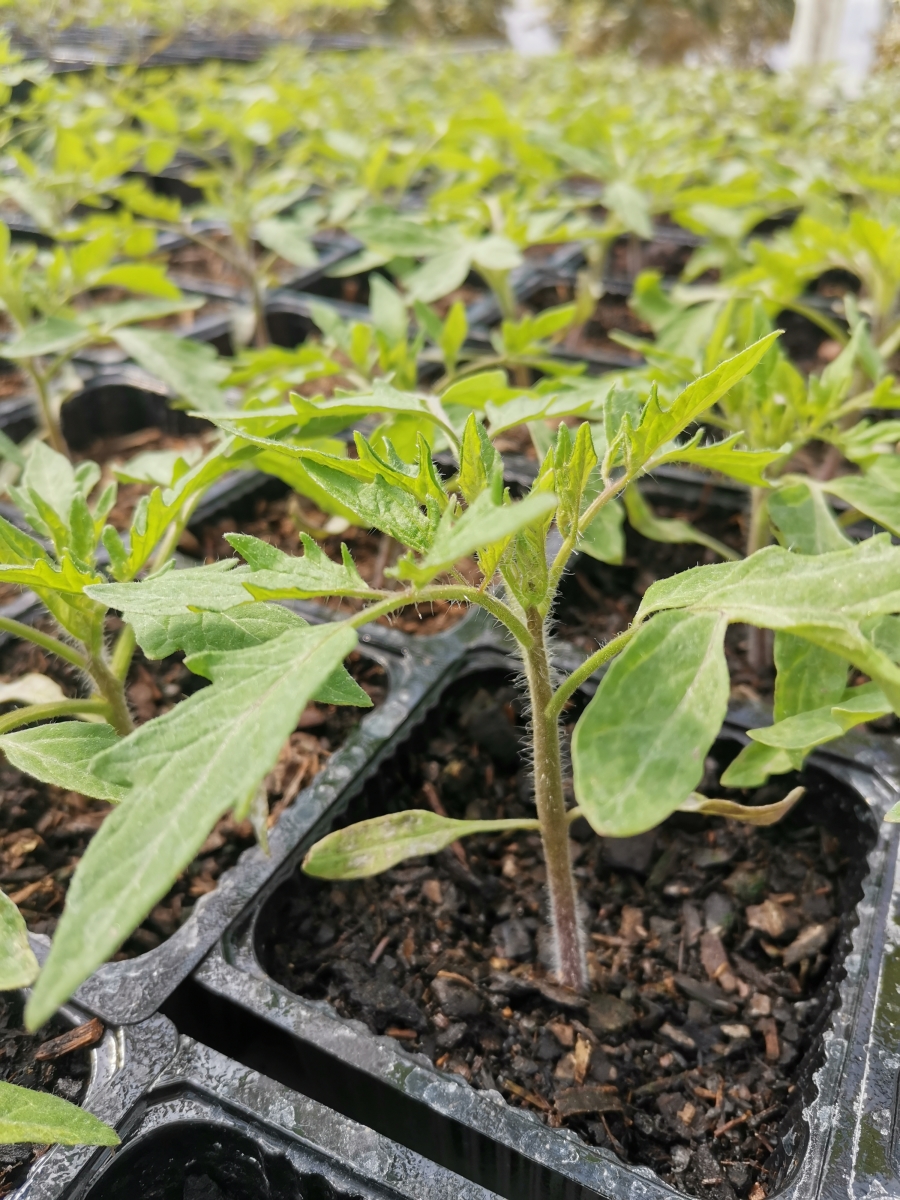 Tomato Seedling - Black Krim
