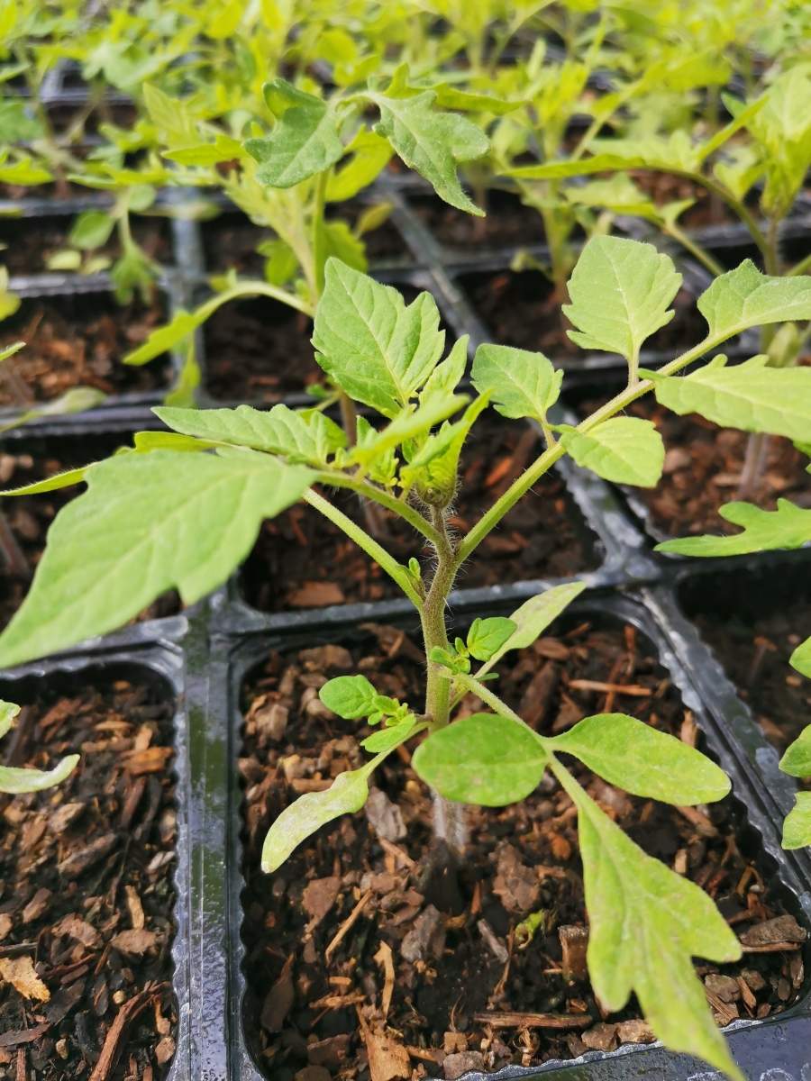 Tomato Seedling - Gold Nugget