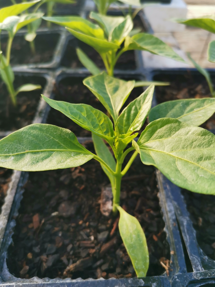 Capsicum Seedling Sweet Red Blocky Clevedon Herbs & Produce New
