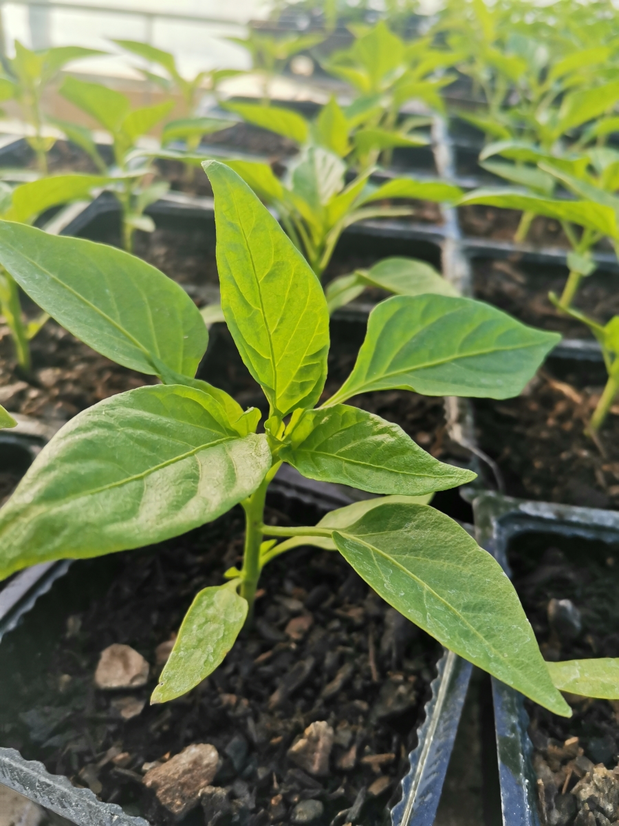 Capsicum Seedling Sweet Red Bullhorn Clevedon Herbs & Produce New Zealand