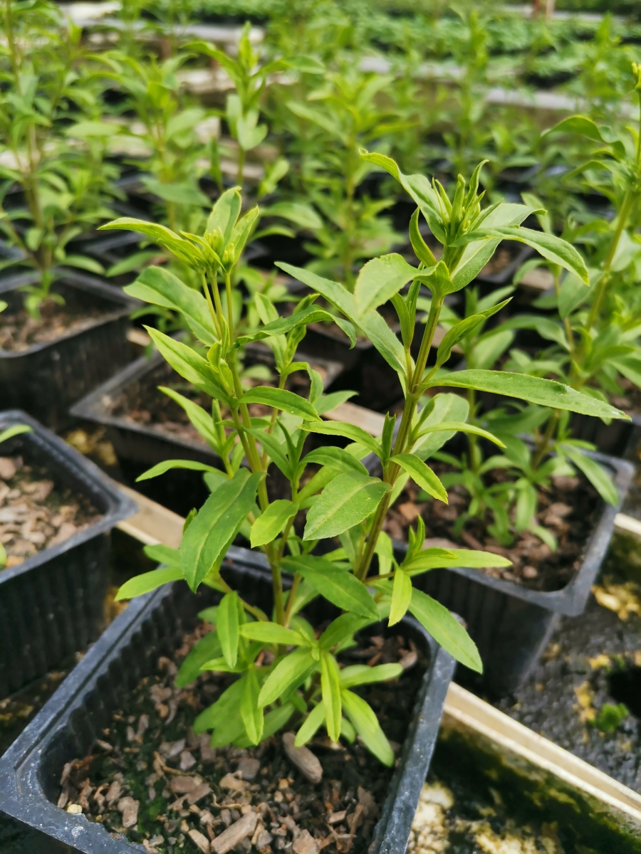 Living Herb Texas Tarragon Clevedon Herbs & Produce New Zealand