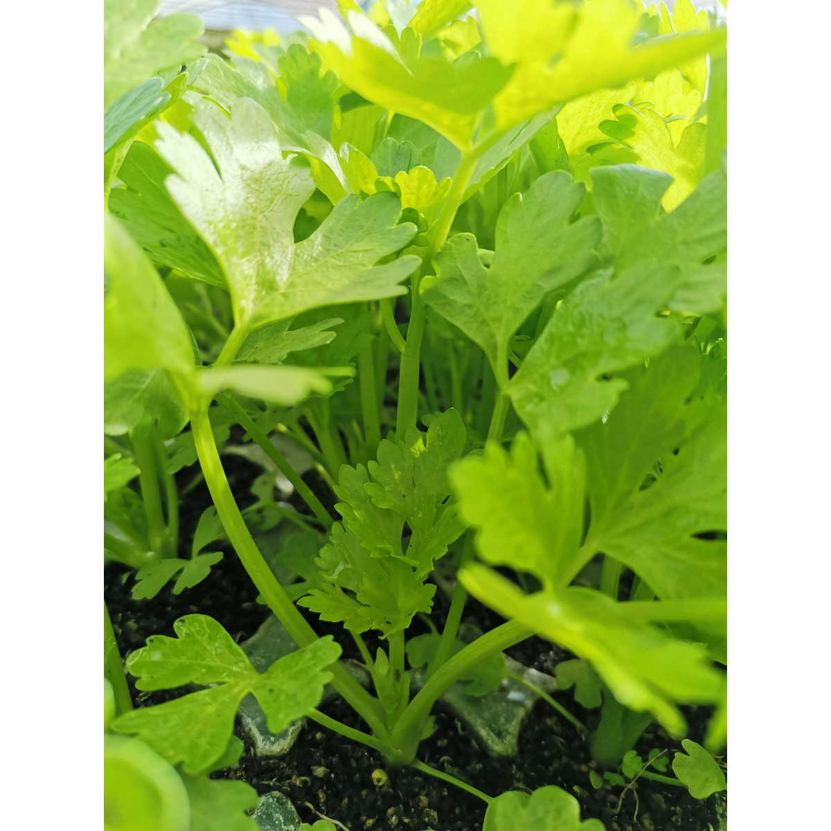 Celery Seedling Clevedon Herbs & Produce New Zealand