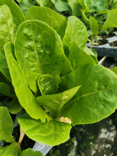 Lettuce Seedling bundle - Cos