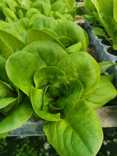Lettuce Seedling bundle - Green Salanova