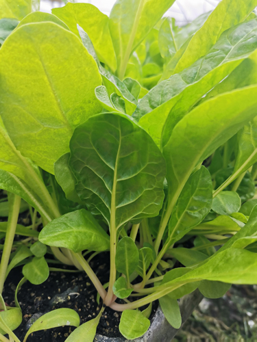 Silverbeet Seedling bundle - Green