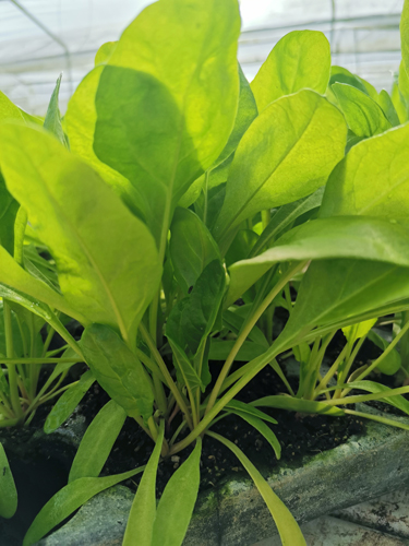 Spinach Seedling bundle - Perpetual