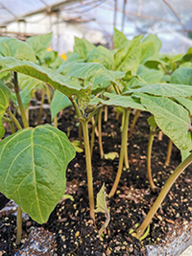 Dwarf Green Bean seedling bundle