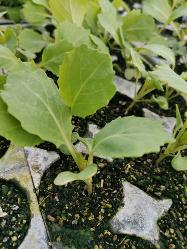 Cabbage Seedling bundle